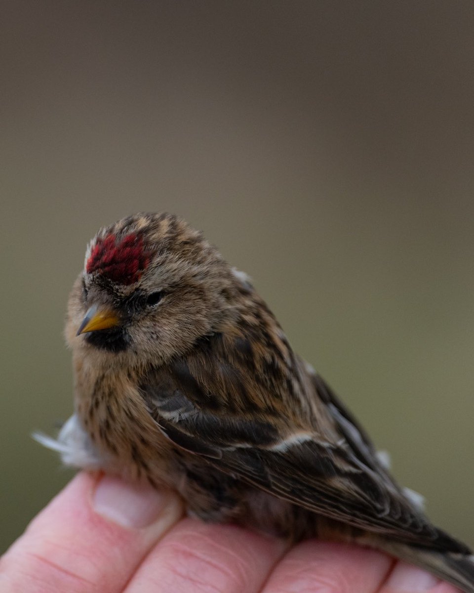 Lesser Redpoll (Acanthis cabaret)
Red listed 

Had a recent encounter with two of these gorgeous little birds while bird ringing with my @btobirds ringing group @SorbyBreckRG 

These bird have tiny beaks designed for fine seeds like birch, alder and younger conifers. 1/3