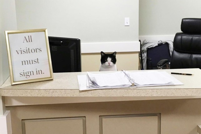 cats with jobs 🛠 (@catworkers) on Twitter photo 