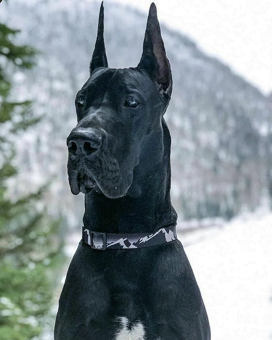 Датский дог Королевский