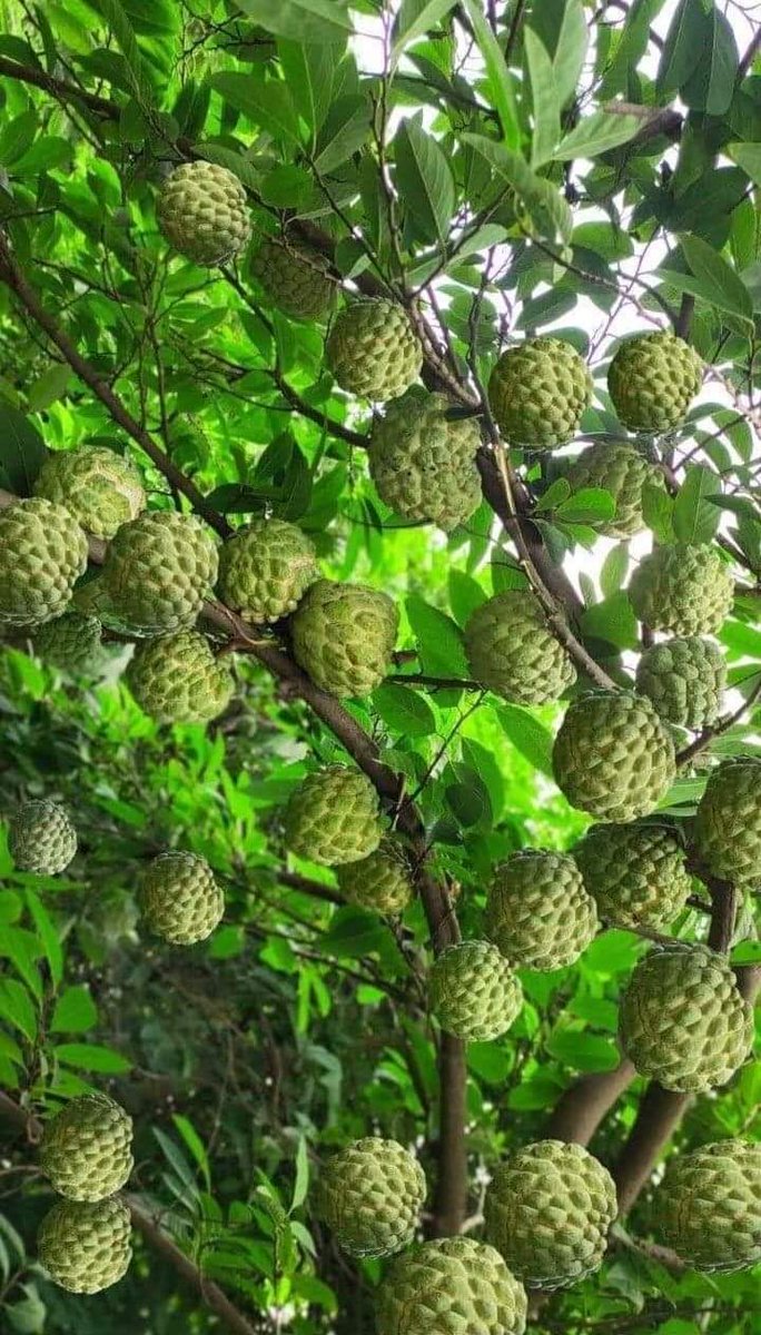 Lani Garcia (@lanigar08232273) on Twitter photo 