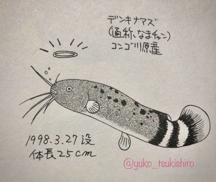 ウチの子可愛いかな〜、久々デンキナマズのなまちゃん(体長27cm〕を思い出して写真が殆ど無いので画像検索するもあの可愛らしいピンクグレーの姿は見当たらず。電撃は10cm未満でも痛かった。拙作ラブコメに登場していたりする。
電子版「素ッ裸の幸せ。」幻冬舎コミックス
https://t.co/smSRsK9Ae0