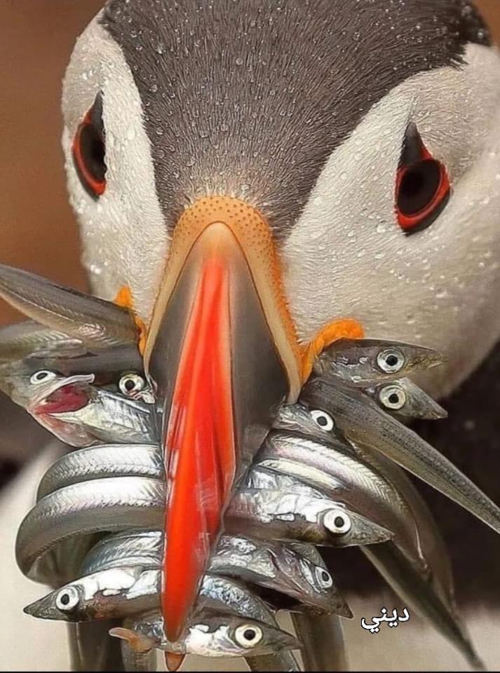 The Atlantic Puffin is a species of Seabird. It is the only puffin native to the Atlantic Ocean; the tufted puffin & the horned puffin are found in the northeastern Pacific