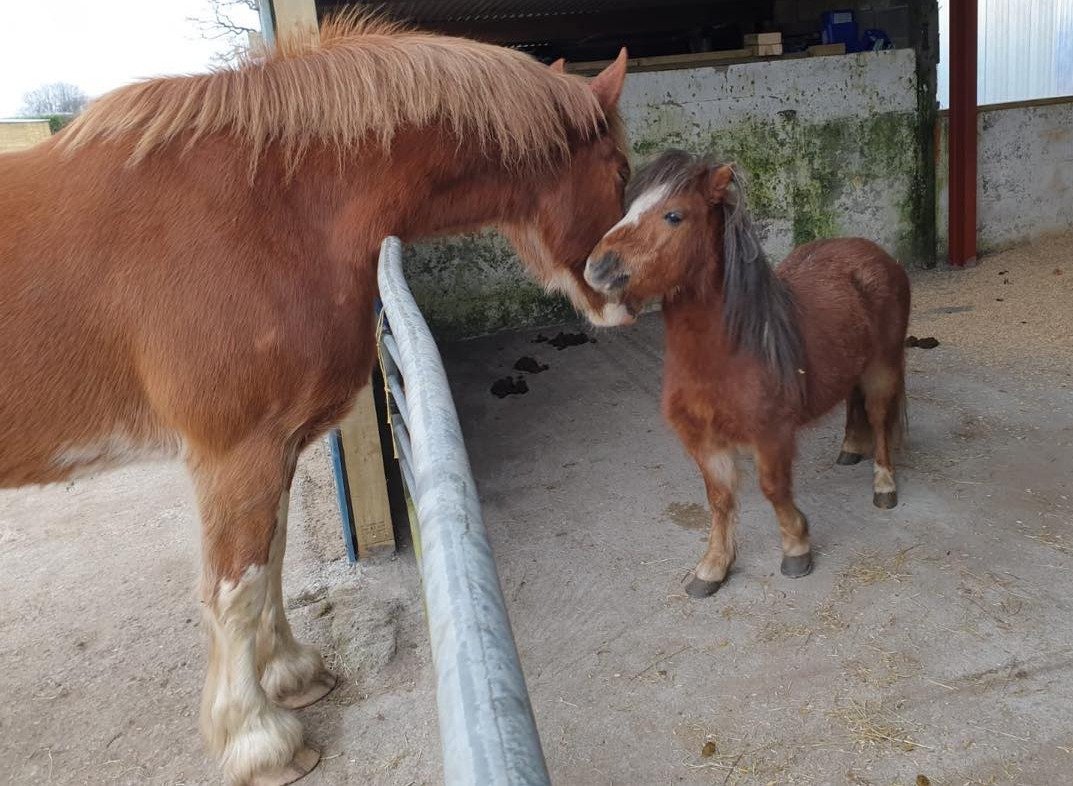 Equine Therapy Center tweet media