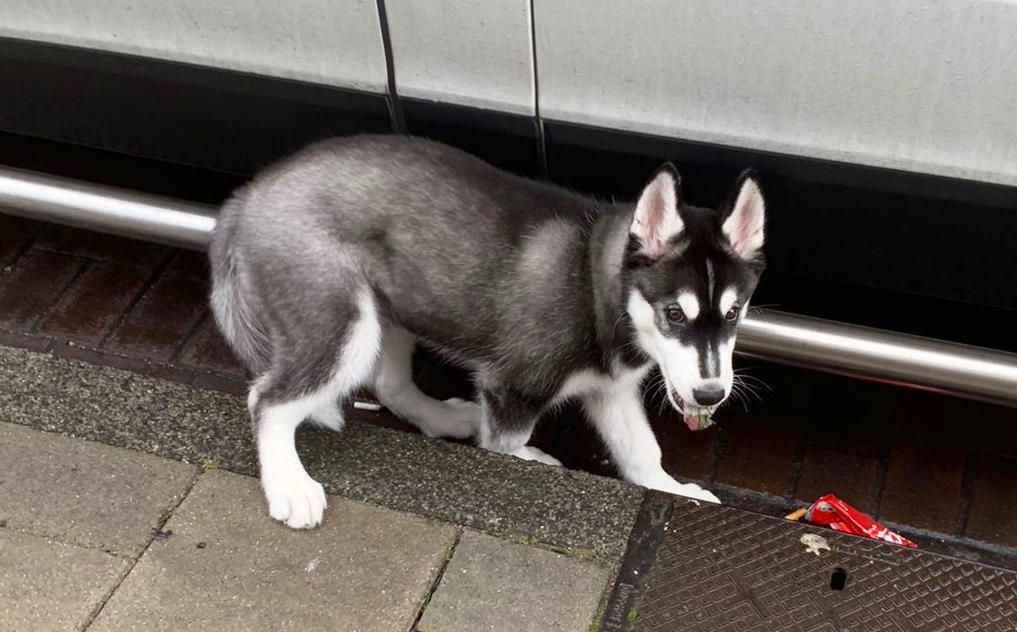 DierenAmsterdam's tweet photo. Help!
Hondje gevonden op de #Notweg in Osdorp. Chip uit Hongarije, niet geregistreerd. Wie mist dit hondenkind? https://t.co/Ho7WOGjNMn