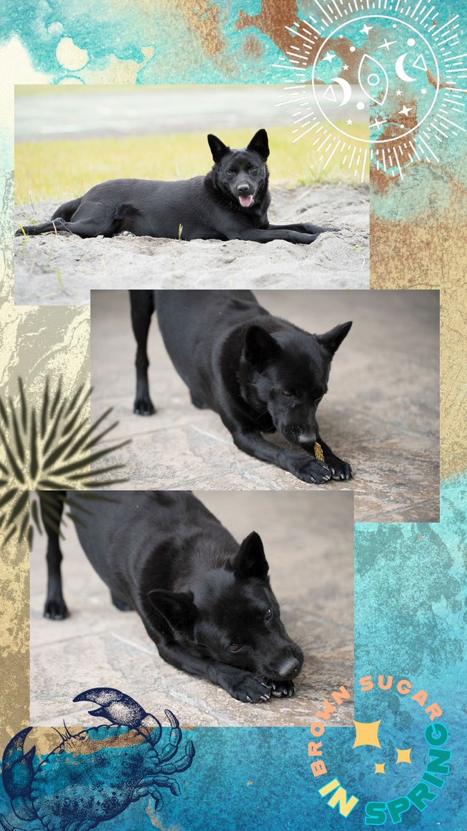 #louisacreation #petsphotography #dog #blackdog #Formosan