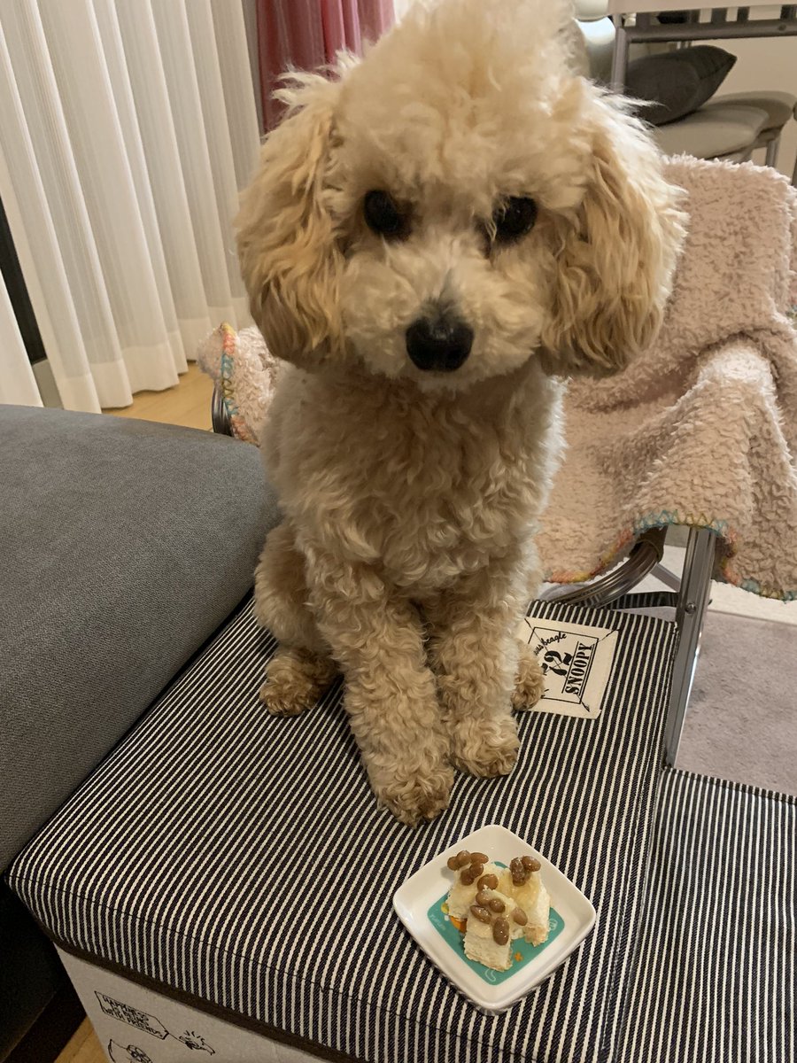 sinderera2023's tweet photo. ラテ夜食🍕

最近うんぴがほんの少〜しゆるめで、夕ご飯をササミ少々&amp;ドッグフードにしていました🍚

私の夕ご飯に納豆チーズパン🍞を作って食べていたら••横目でじーと👀

ちょっとだけだよ❣️

🍞も納豆も🧀も全部好きﾜﾝ❤️プリティ

#トイプードル
#犬のいる暮らし
#犬好きさんと繋がりたい https://t.co/OPHE0DbLAc