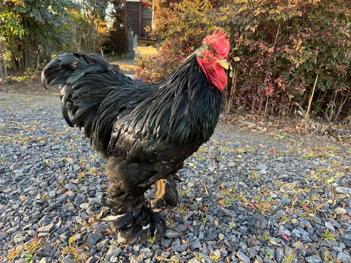 にわとりの家 (@lovechickens86) / Posts / X