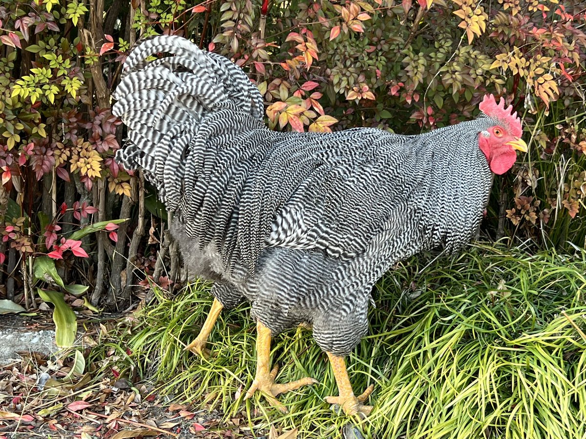 にわとりの家 (@lovechickens86) / Posts / X