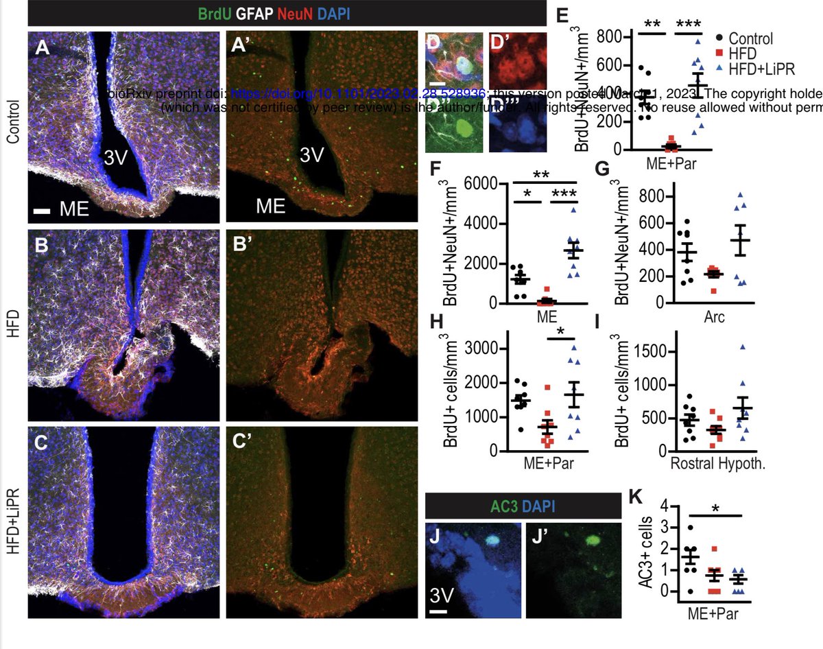 Anti #obesity neuropeptides (Prolactin releasing peptide) influence adult neurogenesis and suggest that the neurogenic process can serve as a target of anti-obesity pharmacotherapy biorxiv.org/content/10.110…