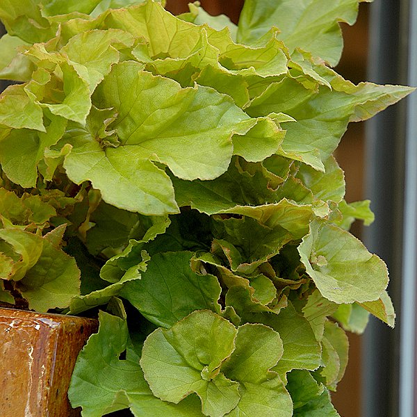 Why are begonias big right now? Maybe because they have personality...

👉coastofmaine.com/big-into-begon…

#coastofmaineorg #begonia #begonialovers #begonias #barharborblend #barharborblendpottingsoil #houseplant #houseplants #houseplantlove  #houseplantslover #houseplantsmakepeoplehappy