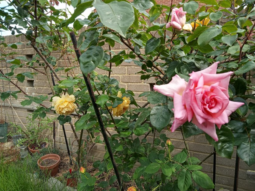 AndrewGodsell's tweet photo. Well and wow, I have reached 32,000 followers! Many thanks to all of you.

If you are interested in the NHS, progressive politics, books, music, football, amusing trivia, garden pictures, why not give me a follow. I always follow back.

💙🌹📖🎶⚽ 🦋 https://t.co/5ekxrsBGMd