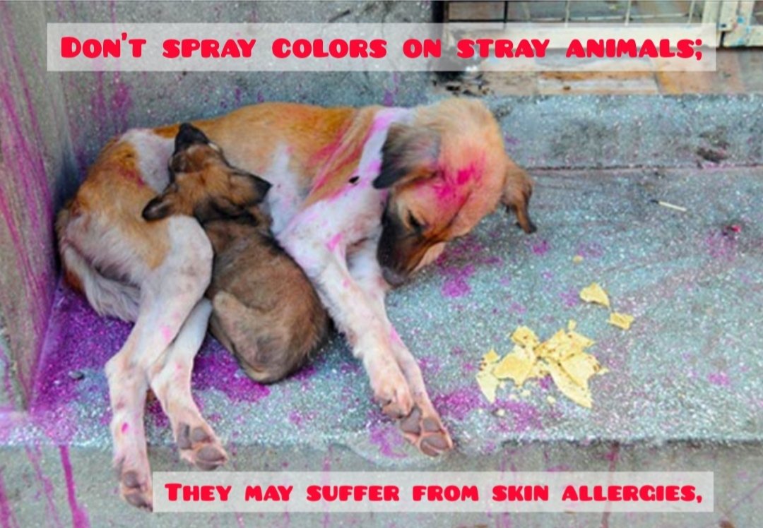Let's play #SafeHoli and not to put colours on animals. Dry colours used for Holi contain Mercury Sulfate, metal oxides and can cause skin allergies, inflammation and rashes to dogs. Let's pass this message to #Childreen to protect animals from #HealthProblems. #Colours #Animals
