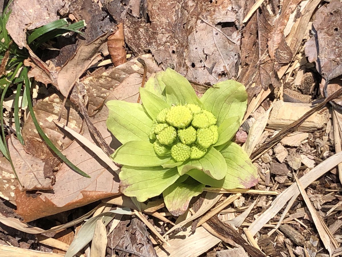 ふきのとう🌱