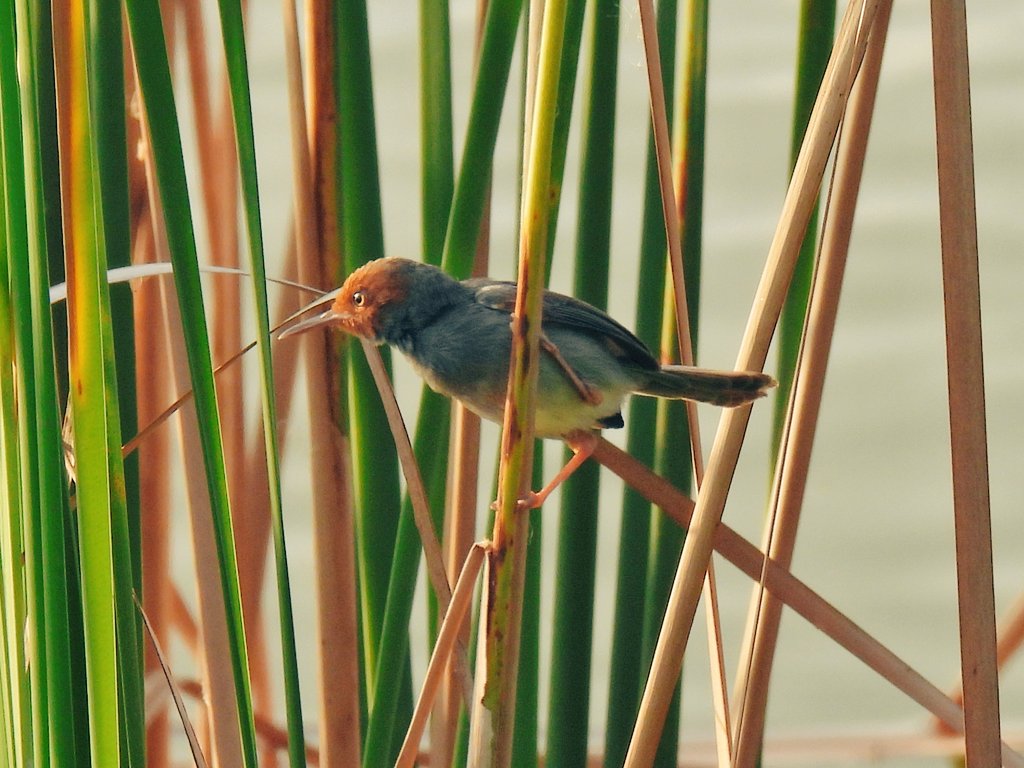 Ashy tailorbird @ Punggol Park, last week.
Couturière à tête rousse // アカガオサイホウチョウ。