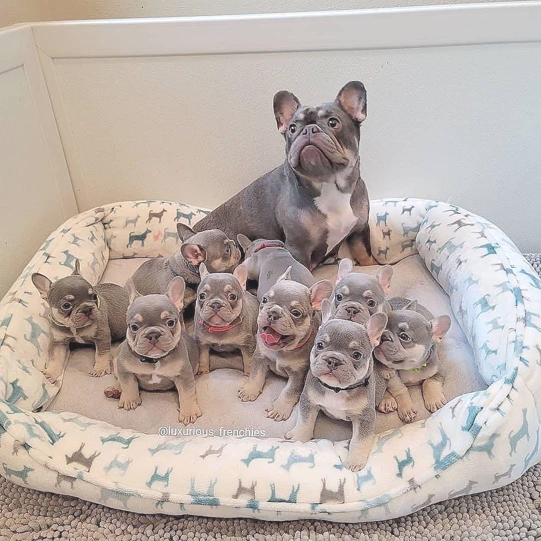 —
So cuteeeee 😍

#frenchiesofinsta #frenchietalk #franskbulldog #frenchiesquad #frenchbuldog #frenchiesofnyc #frenchieconnect #frenchiefriends #frenchielife #frenchpuppy #frenchbulldogoftheday