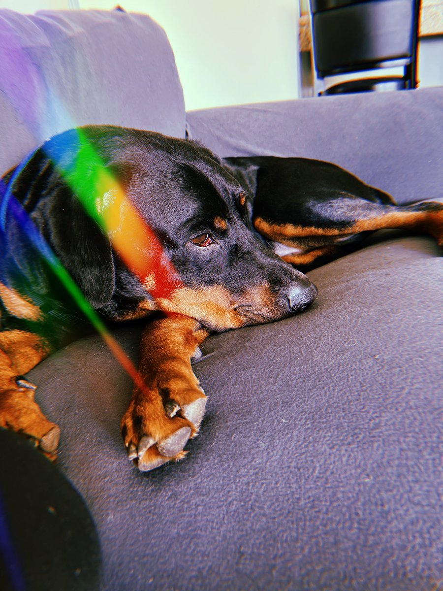 sheisHeatherRae's tweet photo. Happy Sunday from Huey!
#Rottweilers #Rottweilermix https://t.co/jLy79VyNG4