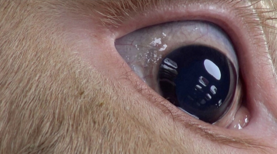 JohnOberg's tweet photo. Please just look into their eye. They were raised for meat but deserve our compassion, consideration, and respect just as the other animals we know and love do, like the cats and dogs we share our homes with.

The BEST way to do that is by being #vegan.

RT if you agree. 🧡 https://t.co/Q6enrPmnJH