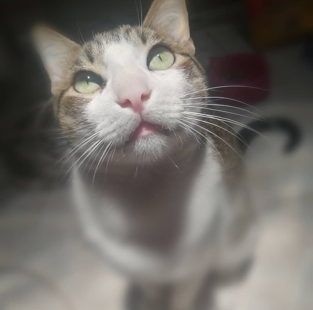 Infadeth_'s tweet image. fuiste el ser que más amé, perdón por todo.