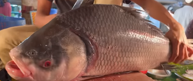 mdsolam54376485's tweet photo. Sir Puthi fish cutting extraordinary cutting! Fish cutting Bangladesh

link: https://t.co/2fjFtcD5Kd

#fishcuttingbdwithrapsan, #fishcutting, fishcutting, fishcuttingbd, #fishcuttinglive, #fishcuttingctg, #fishcuttinglive, #fishcuttingbangladesh, #fishuctting, #cuttingfish, #fish https://t.co/PbofCnLIKo