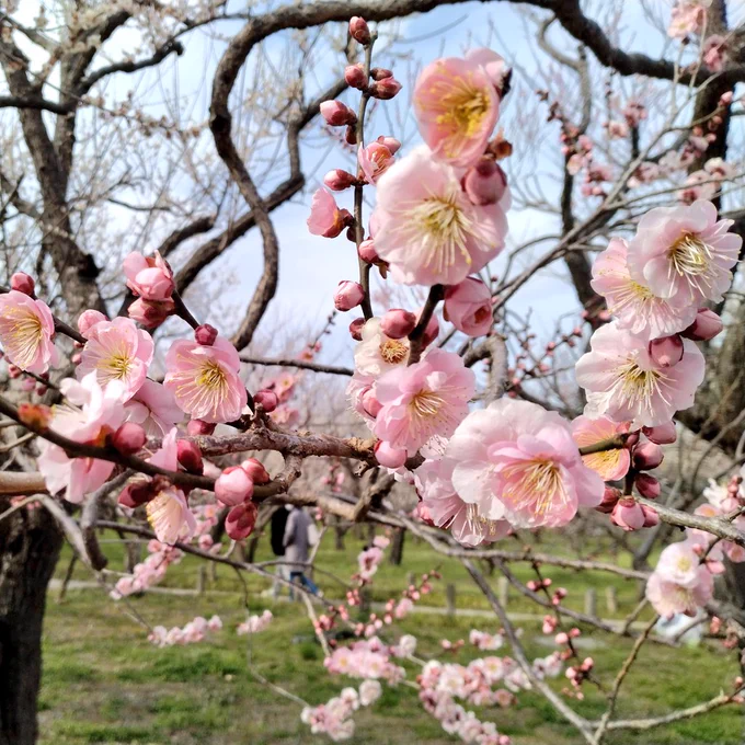 由さんと偕楽園に梅を見に行ってきた〜 