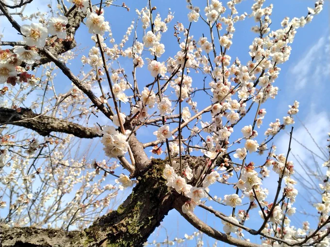 由さんと偕楽園に梅を見に行ってきた〜 