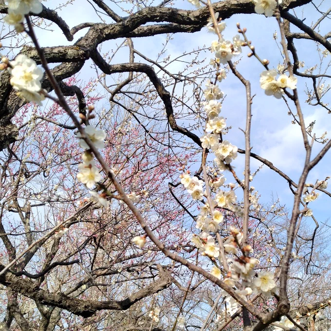 弘道館も行こうと思ってたんだけど偕楽園でのんびり梅を見てたら偕楽園だけで半日終わってしまってわらった 