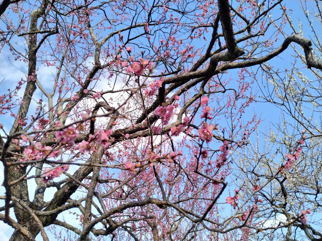 楽園 のんびり 【公式通販】