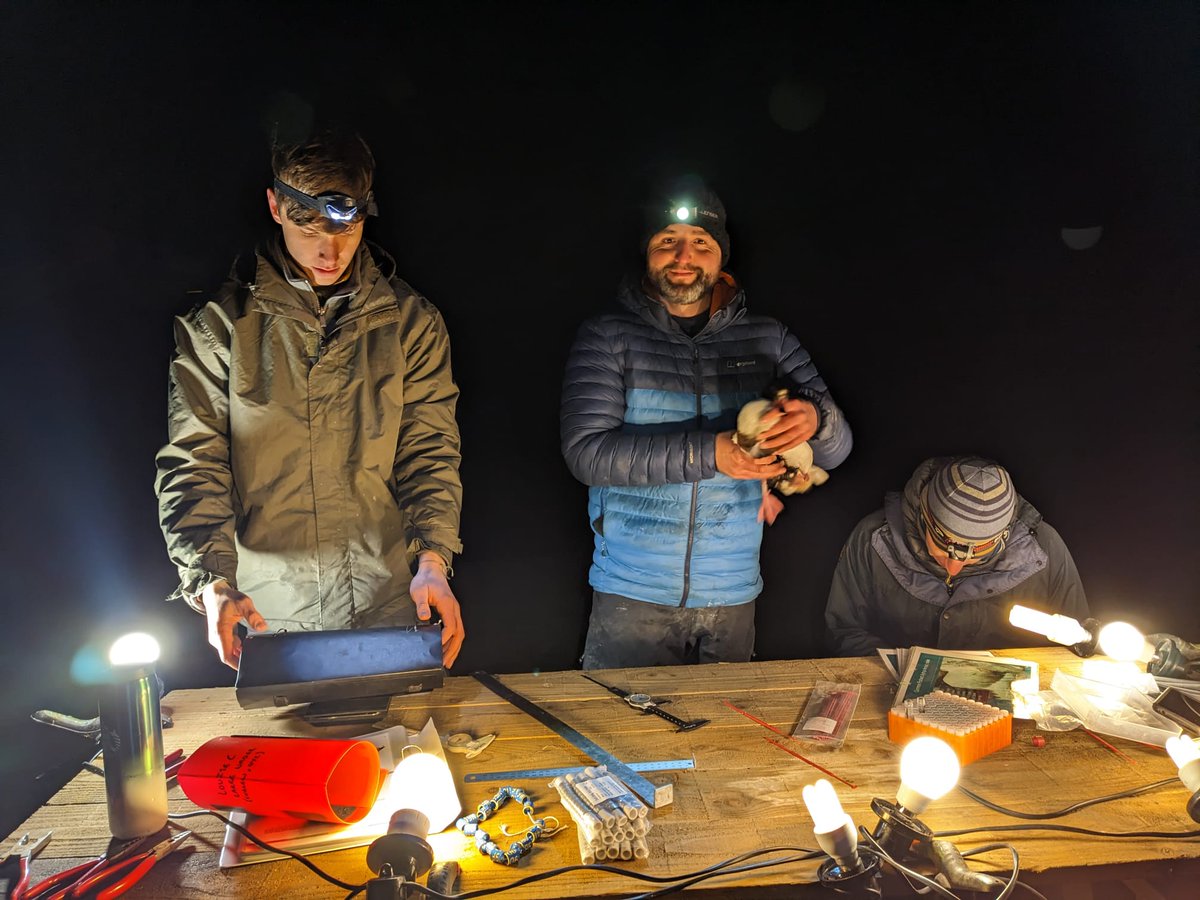 KaneBrides's tweet photo. A great night last night spent on the #RibbleEstuary working with bird ringers & wildfowlers to add more colour-marked Wigeon to #ProjectPenelope. Not your usual Saturday evening & working to the glow of bunting party lights added to the buzz! π¦π‘π https://t.co/FV2zBqkqMh