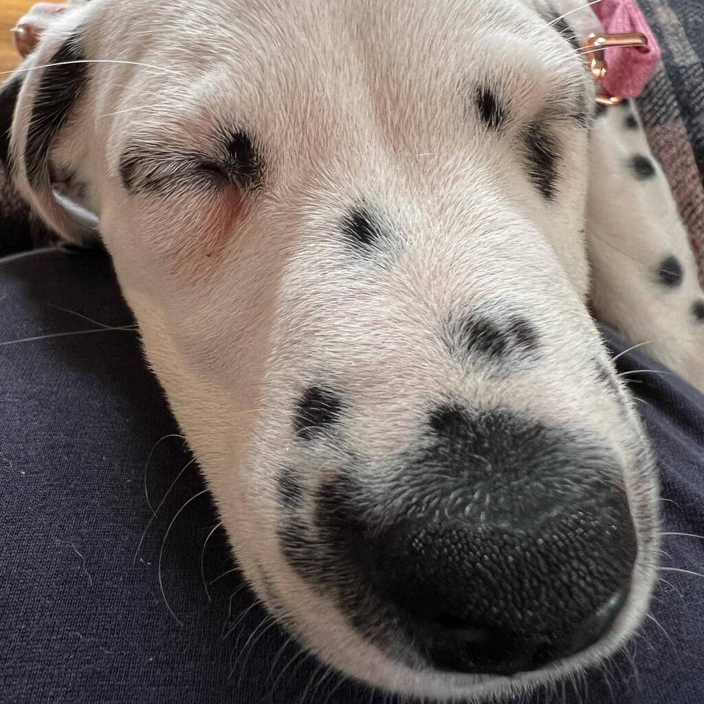 sstevenscanes's tweet photo. Boop the snoot https://t.co/kL8pYJO41U https://t.co/2zqVbLqAth