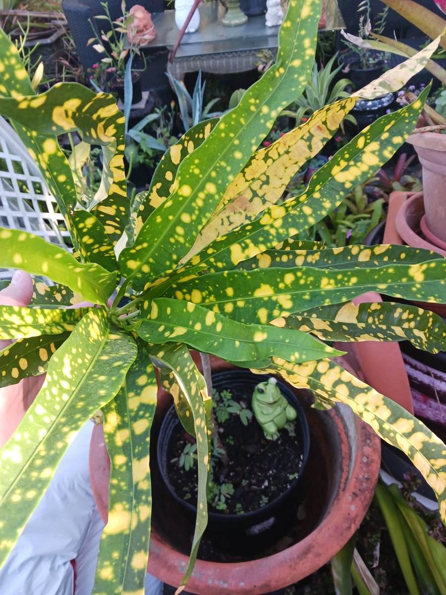 Colorful crotons are hearty south Florida landscape plants.
#Southflorida #Florida #floridagardening