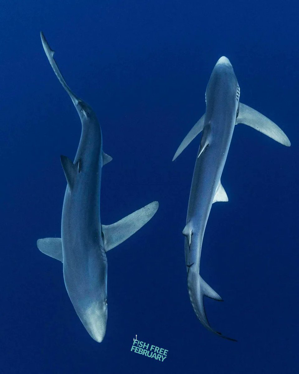 Fish_Free_Feb's tweet image. High Seas Treaty Agreed! After a decade or more of negotiations, nations have finally agreed on the High Seas Treaty to protect the area of ocean outside national boundaries from #overfishing as well as threats like shipping and deep sea mining.

#FishFreeFebruary