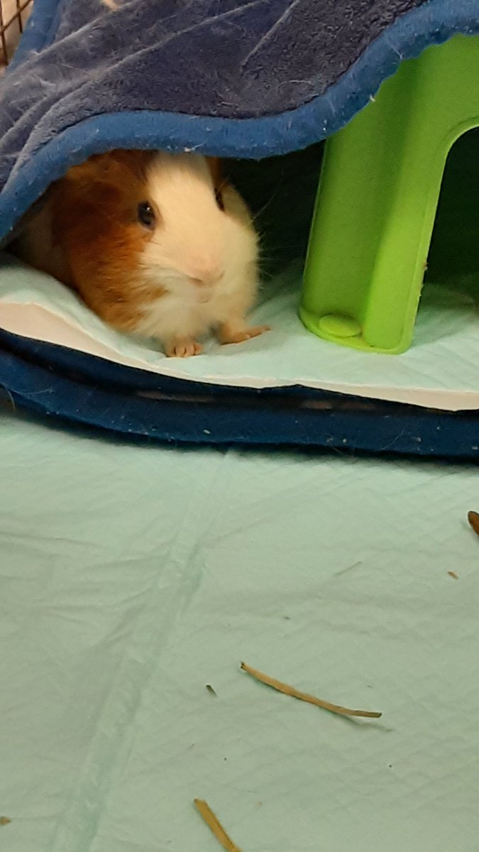 毛布から少し出てるのかわいい🎀