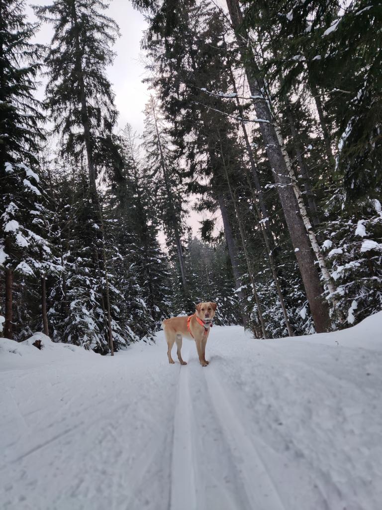 DeankoGolden's tweet photo. #krkonose #CzechRepublic #outdoorfun #Travel #dogs #harrachov https://t.co/kQVPD0xo06