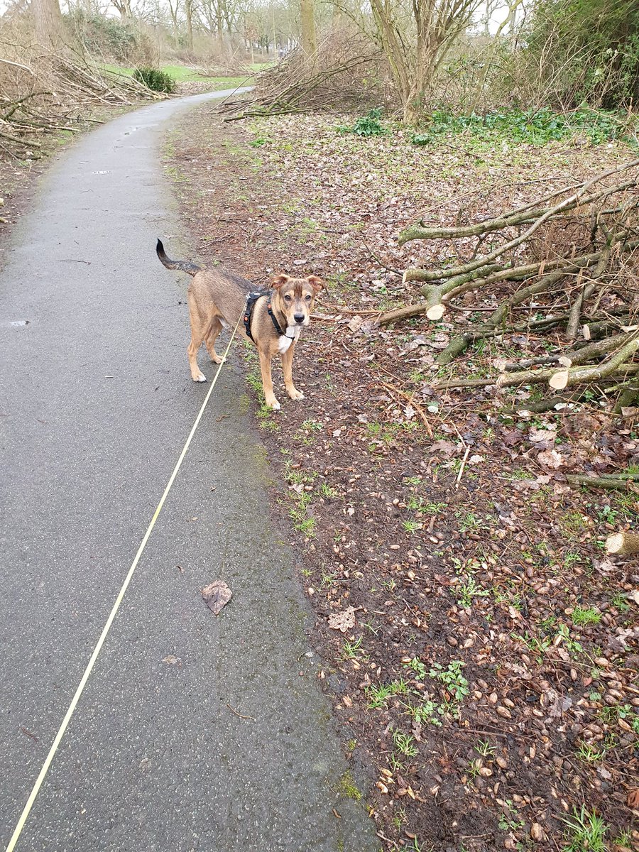 Kokkie36's tweet photo. Bono sinds 2 daagjes bij ons 😍 en hij doet het super #westpointer https://t.co/68441azgiO
