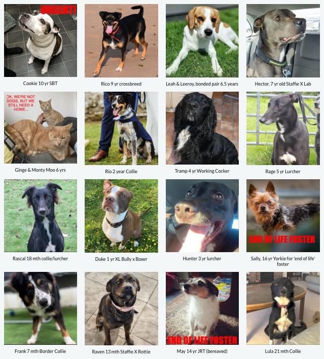 ALL THESE DOGS for adoption/end of life foster are on our website:
lastchancehotel.org/adopt-a-dog.ht…

and please don't forget to add your weekly MyGivingCircle vote today:
mygivingcircle.org/last-chance-ho…