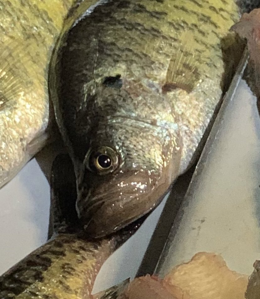 Here I am😍Very much alive and well..just livin the river life with limited service and lovin every minute of it💜 

Btw my Bama folk, if you ain’t out crappie fishin after dark right now, you missin out💜 Last night was the most fun I’ve had in a min💜Love an miss y’all!!