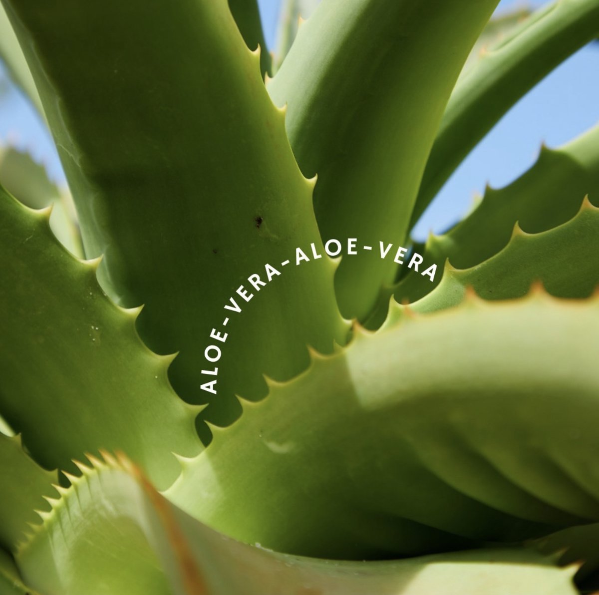 _Rootlium_'s tweet image. RESTORE includes the jell powder from your favorite succulent plant because its antiseptic and anti-inflammatory attributes!🌵 

 #TheRootBrand #gettotheroot #newproduct #mitochondriadefenseshield #organic #vegan #glutenfree #health #allnatural #nature #vitamins #healthylifestyle