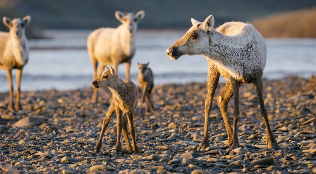 Sarisugi16's tweet image. #StopWillowProject 
Abro hilo de lo que está pasando: