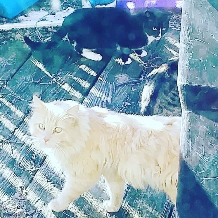 srnorganics1's tweet photo. Stunning feral cats ๐ on my deck did I mention my idiot neighbors called animal ๐ฆ control on me for feeding these beautiful souls #ghettotrashneighbors#badneighbors #neighborssucksometimes #jerkoffs #badneighbours #ihatemyneighbors https://t.co/5EXoie4WOQ