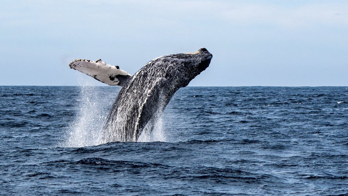 Historic win for 🌍 & humanity w/ UN States agreeing to 1st treaty to protect #HighSeas.

Key step to reversing #PlanetaryCrisis as #oceans provide oxygen, vital ecosystem, livelihoods & absorb CO2. And victory for intl cooperation.

Let's now push for adoption & implementation.