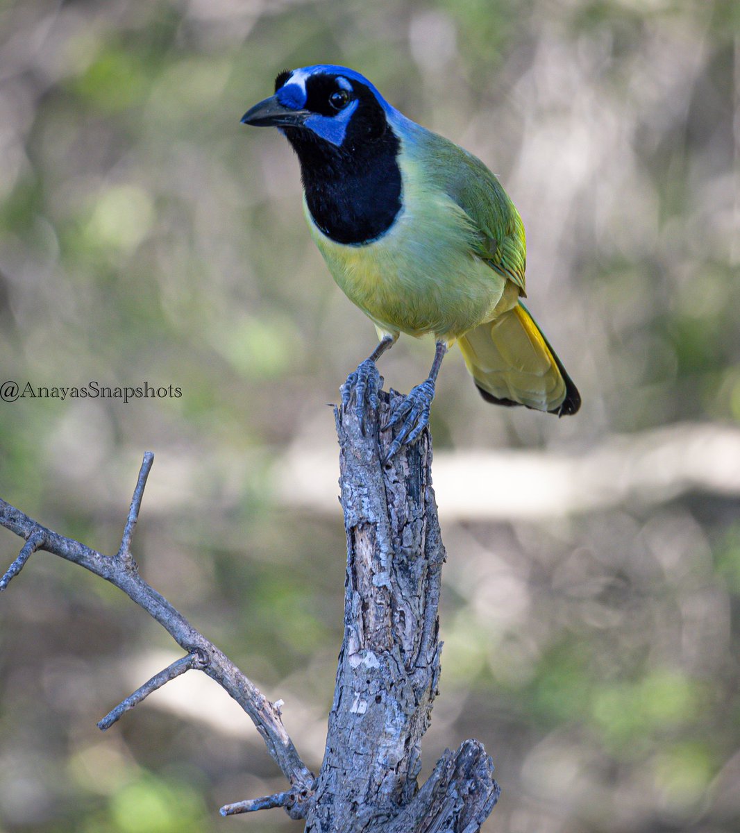 Natural Colors of the World #texasbirds #texasbirding #bird_brilliance #best_birds_of_ig #birdphotography #bird_photographer #feather_perfection #nuts_about_birds #bird_watchers_daily #natgeoyourshot #outdoor_photography #naturephotography #nature_brilliance #wildlife_photography