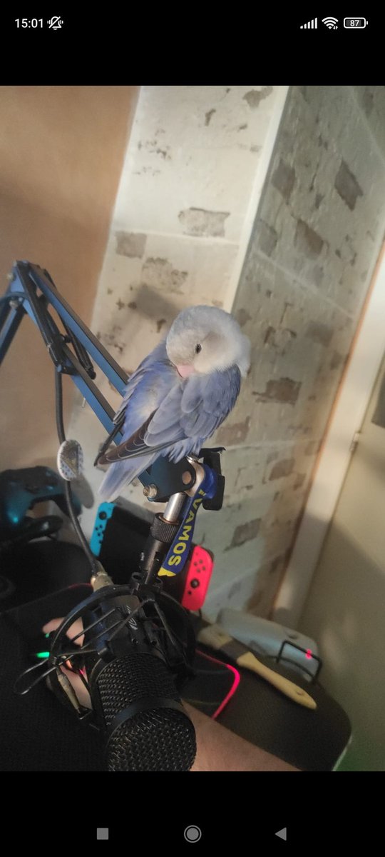 gadittano's tweet photo. Se ha perdido un Agaporni de color azulado y blanco con la anilla de color rojita por la Avenida de la Bahía a la altura del espigón. Por favor si la encontráis contactarme por MD. https://t.co/sxRPmruuuM