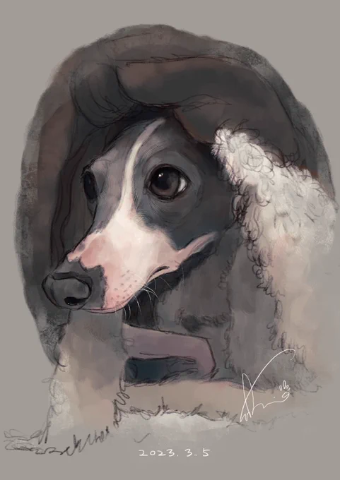 今日の愛犬を描きました。 