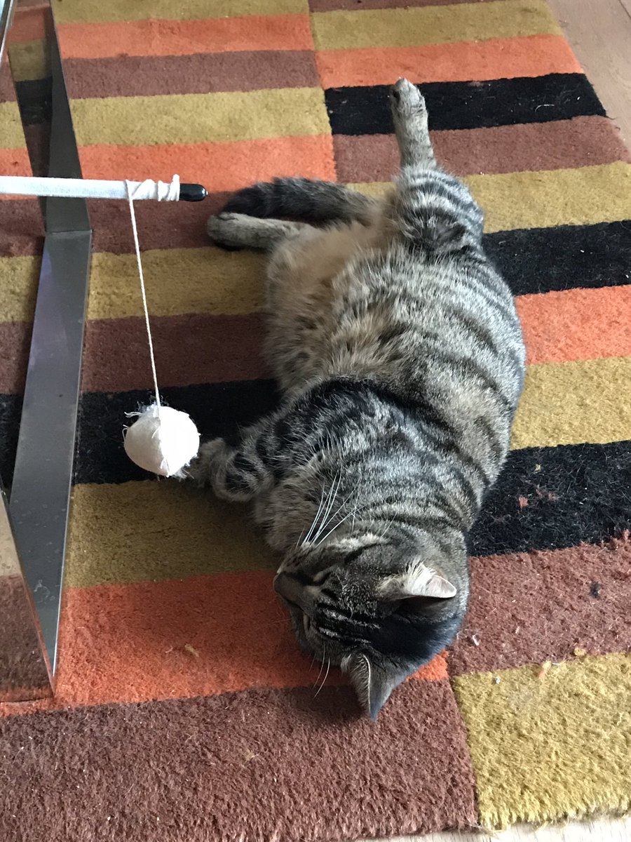 jason_tabby's tweet image. Resting again…