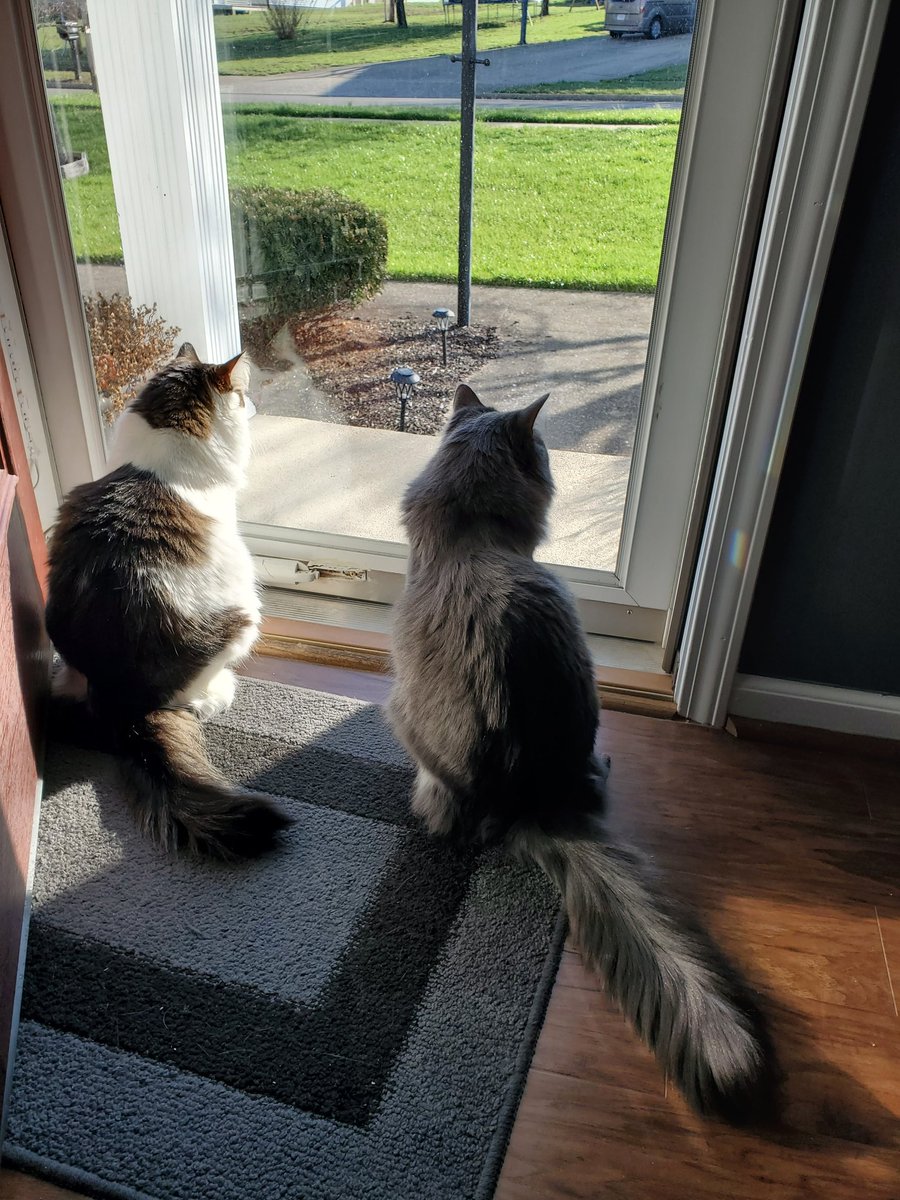 CatMomSays's tweet photo. Enjoying some kitty cat TV this morning! #CatMom #CatMomSays #KittyTV #CatsOfTwitter #CatsOnTwitter #Cats #Cat https://t.co/nX2Mke63y5