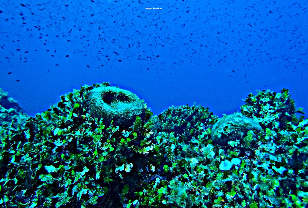 Steph_Barbier_'s tweet photo. 💦S'cuB'a Diving Time in Mediterranea: Blue, coral, seaweed vibes and fried egg Jellyfish!
Instants de Plongée en Méditerranée : Ambiance de bleu, coralligène, madrépore, algues et MOAP Méduse œuf au plat ! 😎
Olympus digital camera + housing
French Riviera 
Summer
2022
🌊 https://t.co/QVHKplW3Qv