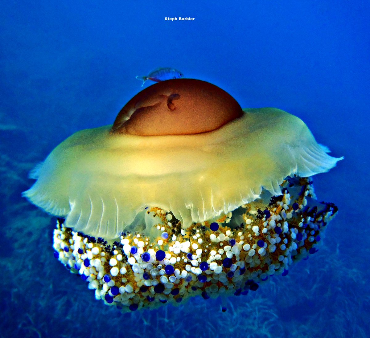 💦S'cuB'a Diving Time in Mediterranea: Blue, coral, seaweed vibes and fried egg Jellyfish!
Instants de Plongée en Méditerranée : Ambiance de bleu, coralligène, madrépore, algues et MOAP Méduse œuf au plat ! 😎
Olympus digital camera + housing
French Riviera 
Summer
2022
🌊