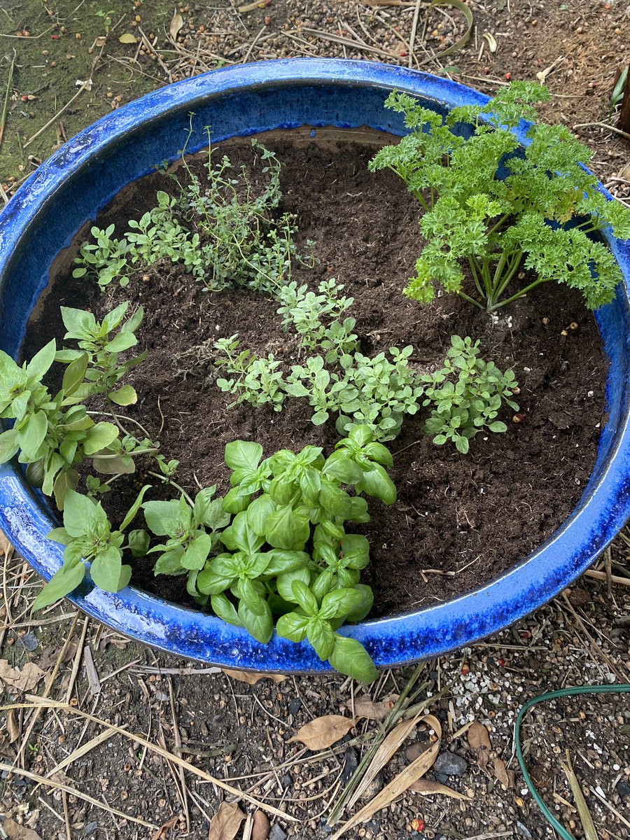 SusanaDeLeonMD's tweet photo. Después de una semana de trasplantadas siguen muy bien. La tierra ya se compactó un poco y parece que necesitan un poquito más. Las albahacas, el perejil y el orégano van muy bien… el tomillo se ve menos robusto. 👩🌾 🌿 #minihuerto https://t.co/h9v0cbp4Ak