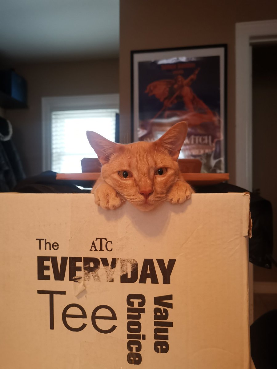 When the king of the castle likes the merch order box more than you... #merch #supportlocal #musician #CatsOfTwitter #animals #funny #orangetheworld