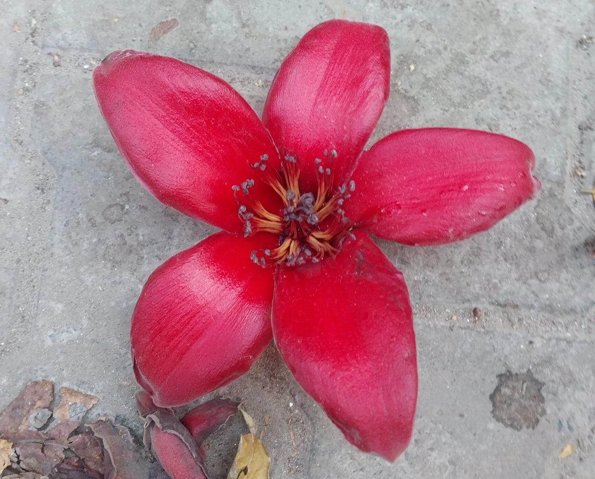 deepanwita_t's tweet image. Colors of spring #semal #Delhi #photooftheday #photoofthedaybydeepanwita